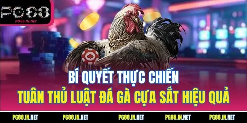 Bí Quyết Thực Chiến Tuân Thủ Luật Đá Gà Cựa Sắt Hiệu Quả