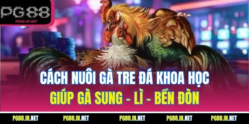 Cách Nuôi Gà Tre Đá Khoa Học Giúp Gà Sung – Lì – Bền Đòn