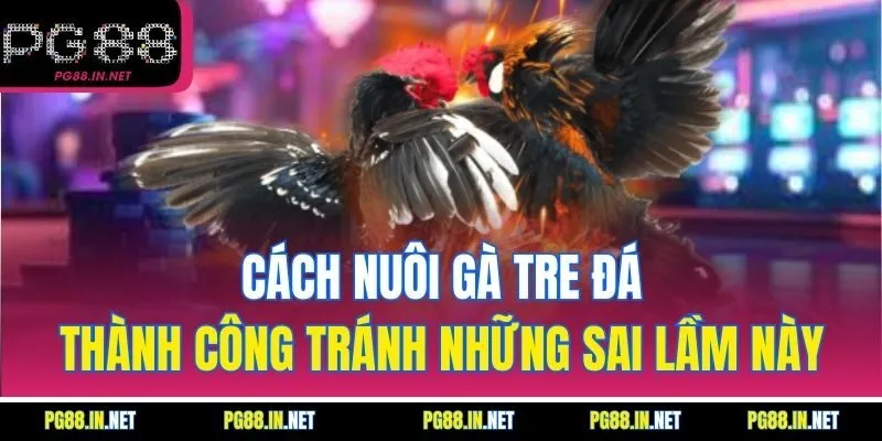 Cách Nuôi Gà Tre Đá Thành Công Tránh Những Sai Lầm Này