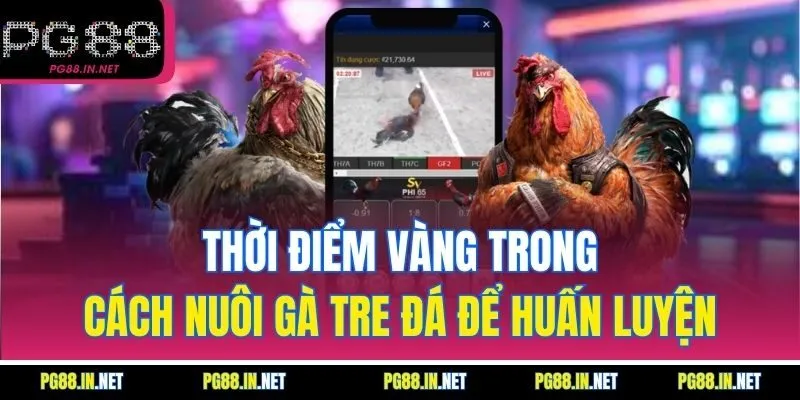Thời Điểm Vàng Trong Cách Nuôi Gà Tre Đá Để Huấn Luyện